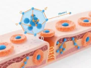 Vitamin C Flips Your Skin’s “Youth Genes” – Reversing Age-Related Thinning