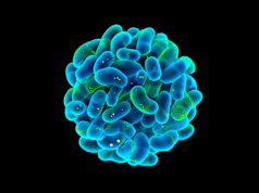 The 12 Foods I Eat Daily For A Bulletproof Gut Microbiome (And Why Your Doctor Won’t Tell You About Them)